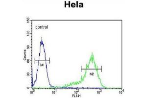 ANGPTL1 Antibody (N-term) flow cytometric analysis of Hela cells (right histogram) compared to a negative control cell (left histogram). (Angiopoietin 4 Antikörper  (N-Term))