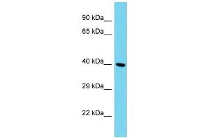 Host: Rabbit Target Name: C12orf70 Sample Type: HepG2 Whole Cell lysates Antibody Dilution: 1. (SMCO2 Antikörper  (N-Term))