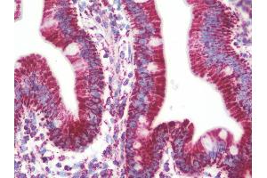 Anti-PVR / CD155 antibody IHC staining of human small intestine. (Poliovirus Receptor Antikörper  (AA 314-342))