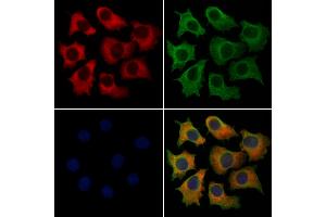 ABIN7094186 and ABIN7098231 staining HepG2 cells by IF/ICC. (Deltex Homolog 4 Antikörper  (Internal Region))