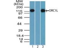 Image no. 1 for anti-Origin Recognition Complex, Subunit 1 (ORC1L) (AA 170-220) antibody (ABIN960299) (ORC1 Antikörper  (AA 170-220))