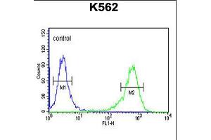 Flow cytometric analysis of K562 cells (right histogram) compared to a negative control cell (left histogram). (ATP2A1/SERCA1 Antikörper  (C-Term))