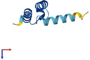 CMC4 Protein (AA 1-68) (Fc Tag)