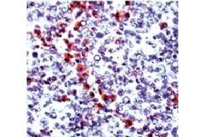 Formalin fixed paraffin embedded human tonsil stained with Granzyme B antibody. (GZMB Antikörper  (N-Term))