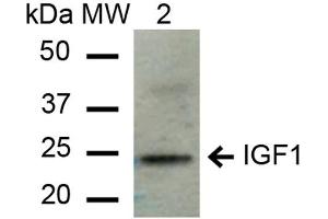 Western blot analysis of Mouse Liver cell lysates showing detection of ~21. (IGF1 Antikörper  (PerCP))