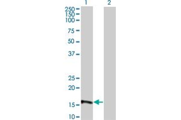 EIF4EBP3 antibody  (AA 1-100)