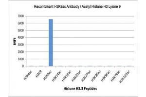 The recombinant H3K9ac antibody specifically reacts to Histone H3 acetylated at Lysine 9 (K9ac).