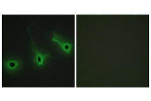 Immunofluorescence (IF) image for anti-Collagen, Type V, alpha 3 (COL5A3) (N-Term) antibody (ABIN1850292) (COL5A3 Antikörper  (N-Term))