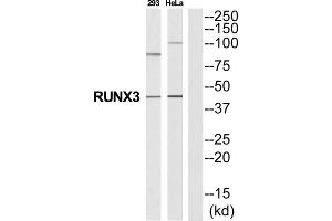 Western Blotting (WB) image for anti-Runt-Related Transcription Factor 3 (RUNX3) (Internal Region) antibody (ABIN1852799) (RUNX3 Antikörper  (Internal Region))