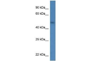 WB Suggested Anti-Sdc3 Antibody   Titration: 1.
