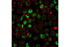 Immunofluorescence Analysis of PFA-fixed K562 cells stained with Nucleolin MAb (364-5 + NCL/902) followed by Goat anti-Mouse IgG-CF488 (Green). (Nucleolin Antikörper)