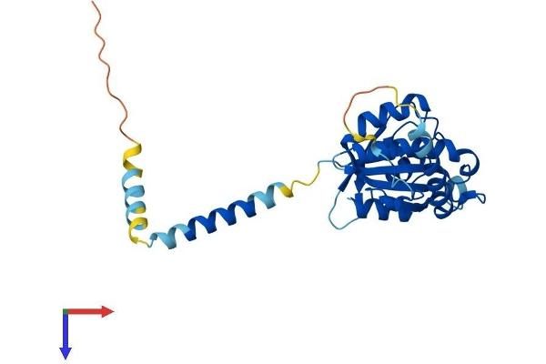 SRPRB Protein (AA 1-269) (His tag)