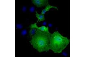 Anti-UBXN10 mouse monoclonal antibody (ABIN2453761) immunofluorescent staining of COS7 cells transiently transfected by pCMV6-ENTRY UBXN10 (RC208225). (UBXN10 Antikörper)
