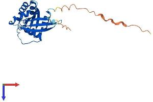 RAB6B Protein (AA 1-208) (His tag)