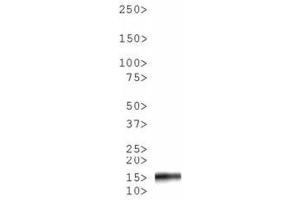 Western Blot of Rabbit Anti-Histone H3 [p Ser10, p Thr11] Antibody. (Histone 3 Antikörper  (pSer10, pThr11))
