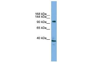WB Suggested Anti-Atp6v0a1 Antibody Titration:  0. (ATP6V0A1 Antikörper  (C-Term))
