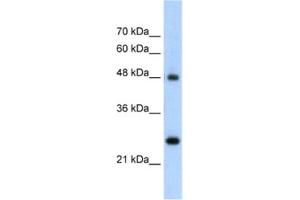 Western Blotting (WB) image for anti-Chromogranin A (CHGA) antibody (ABIN2462501) (Chromogranin A Antikörper)
