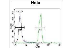 SUMO1 Antibody (N-term E67) (ABIN1882137 and ABIN2845494) flow cytometric analysis of Hela cells (right histogram) compared to a negative control cell (left histogram).