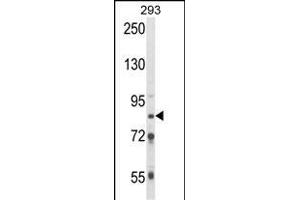 Western blot analysis of TARSL2 Antibody (C-term) (ABIN652596 and ABIN2842400) in 293 cell line lysates (35 μg/lane). (TARSL2 Antikörper  (C-Term))