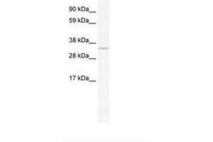 Image no. 1 for anti-Apurinic/Apyrimidinic Endonuclease 1 (APEX1) (AA 21-70) antibody (ABIN202227) (APEX1 Antikörper  (AA 21-70))