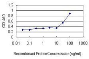 Detection limit for recombinant GST tagged RUNX2 is approximately 0. (RUNX2 Antikörper  (AA 251-350))