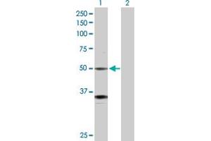 Western Blot analysis of GATA2 expression in transfected 293T cell line by GATA2 MaxPab polyclonal antibody. (GATA2 Antikörper  (AA 1-480))