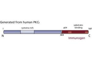 Image no. 3 for anti-Protein Kinase C, iota (PRKCI) (AA 404-587) antibody (ABIN967795) (PKC iota Antikörper  (AA 404-587))