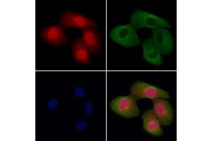 ABIN7094647 and ABIN7098698 staining Hela cells by IF/ICC.