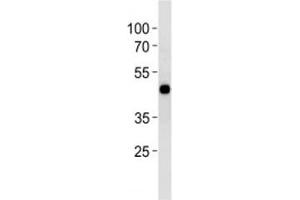 CREB antibody western blot analysis in HT29 lysate (CREB1 Antikörper  (AA 105-132))