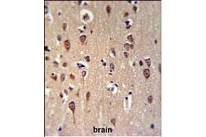 GRPR Antibody (Center) (ABIN653747 and ABIN2843048) IHC analysis in formalin fixed and paraffin embedded brain tissue followed by peroxidase conjugation of the secondary antibody and DAB staining. (GRPR Antikörper  (AA 123-152))