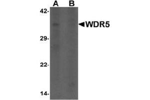 Western blot analysis of WDR5 in 293 cell lysate with WDR5 antibody at 1 ug/ml in (A) the absence and (B) the presence of blocking peptide.