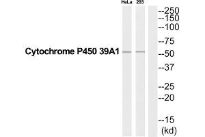 Western Blotting (WB) image for anti-Cytochrome P450, Family 39, Subfamily A, Polypeptide 1 (CYP39A1) (Internal Region) antibody (ABIN1852668)