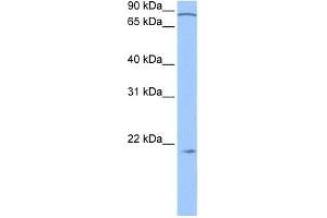 ARPC3 antibody used at 0. (ARPC3 Antikörper  (N-Term))