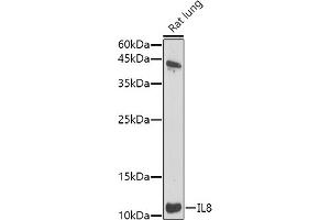 Western Blotting (WB) image for anti-Interleukin 8 (IL8) (AA 21-99) antibody (ABIN3016226)