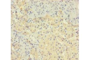 Immunohistochemistry of paraffin-embedded human adrenal gland tissue using ABIN7172672 at dilution of 1:100 (TAF12 Antikörper  (AA 1-161))