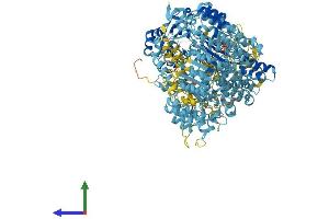 AlphaFold protein structure predicition of Mouse Recombinant Naip1 Protein, UniprotID Q9QWK5