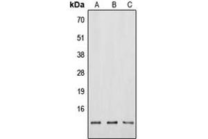 Western blot analysis of Neuromedin B expression in HEK293T (A), Raw264. (Neuromedin B Antikörper  (N-Term))