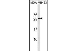 BCL2 Antibody (Center) (ABIN1881107 and ABIN2838645) western blot analysis in MDA-M cell line lysates (35 μg/lane). (Bcl-2 Antikörper  (AA 144-171))
