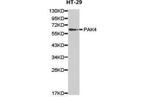 Western Blotting (WB) image for anti-P21-Activated Kinase 4 (PAK4) antibody (ABIN1874028) (PAK4 Antikörper)
