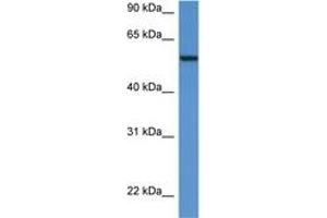 Image no. 1 for anti-Proto-oncogene tyrosine-protein kinase Src (Src) (AA 36-85) antibody (ABIN6742277) (Src Antikörper  (AA 36-85))