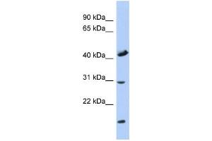 Western Blotting (WB) image for anti-Cytochrome C Oxidase Assembly Homolog 18 (COX18) antibody (ABIN2459950) (COX18 Antikörper)