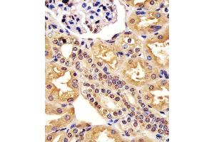 (ABIN6243754 and ABIN6578197) staining ML2 in hun kidney tissue sections by Immunohistochemistry (IHC-P - paraforldehyde-fixed, paraffin-embedded sections). (MAML2 Antikörper  (AA 780-814))