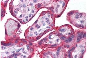 Human Placenta (formalin-fixed, paraffin-embedded) stained with EGFR antibody ABIN218581 at 1:500 followed by biotinylated goat anti-rabbit IgG secondary antibody ABIN481713, alkaline phosphatase-streptavidin and chromogen.