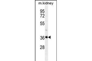 PIH1D2 Antibody (C-term) (ABIN655237 and ABIN2844841) western blot analysis in mouse kidney tissue lysates (35 μg/lane). (PIH1D2 Antikörper  (C-Term))