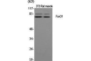 Western Blot (WB) analysis of specific cells using FoxO1 Polyclonal Antibody. (FOXO1 Antikörper  (Ser38))