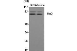 Western Blotting (WB) image for anti-Forkhead Box O1 (FOXO1) (Ser38) antibody (ABIN6282625)