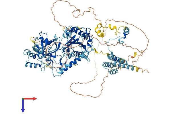 INTS6 Protein (AA 1-883) (His tag)