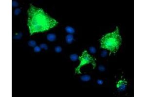 Anti-PVRL1 mouse monoclonal antibody (ABIN2455008) immunofluorescent staining of COS7 cells transiently transfected by pCMV6-ENTRY PVRL1 (RC211214). (PVRL1 Antikörper)