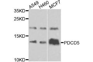 Western blot analysis of extracts of various cells, using PDCD5 antibody. (PDCD5 Antikörper)