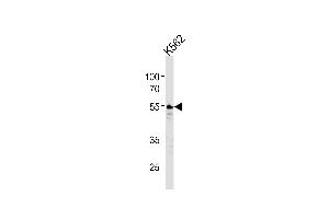Western blot analysis of lysates from K562 cell line ,using Thrombin Receptor Antibody (ABIN484035 and ABIN1533416). (PAR1 Antikörper)